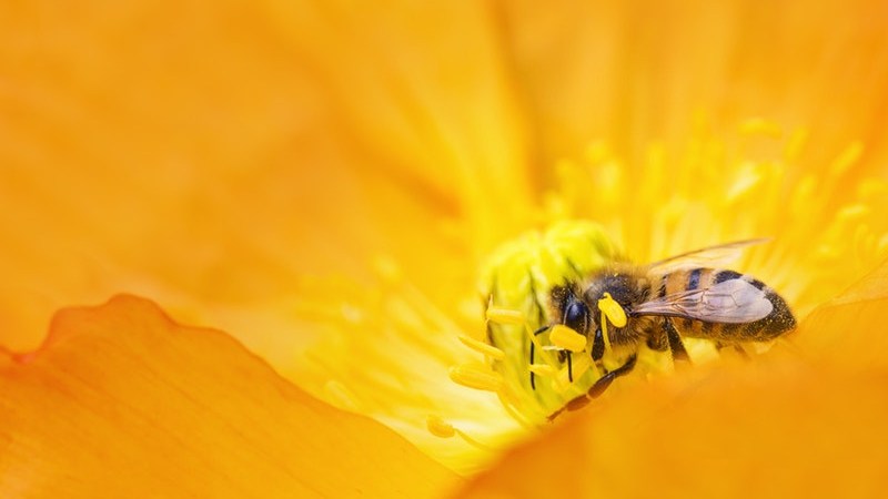Pszczoły świętują