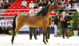 Tajemnice rekordowych cen koni