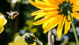Pszczoły pod szczególną ochroną