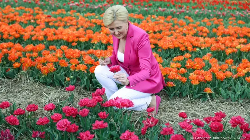 Marta Kubiak: Mały tulipan – symboliczne znaczenie