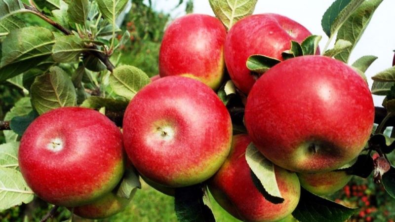 Światowy Dzień Jabłka – samozbiory